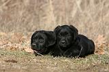LABRADOR 1127
